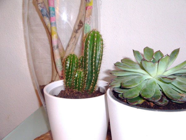 cactus-suculentas-ikea