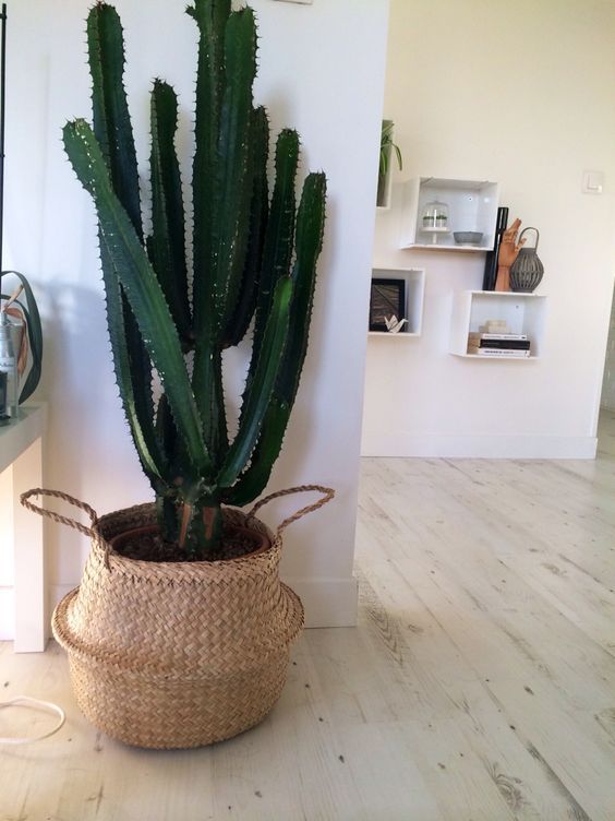 cactus-grande-para-interior